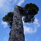 Los árboles de Mallorca I