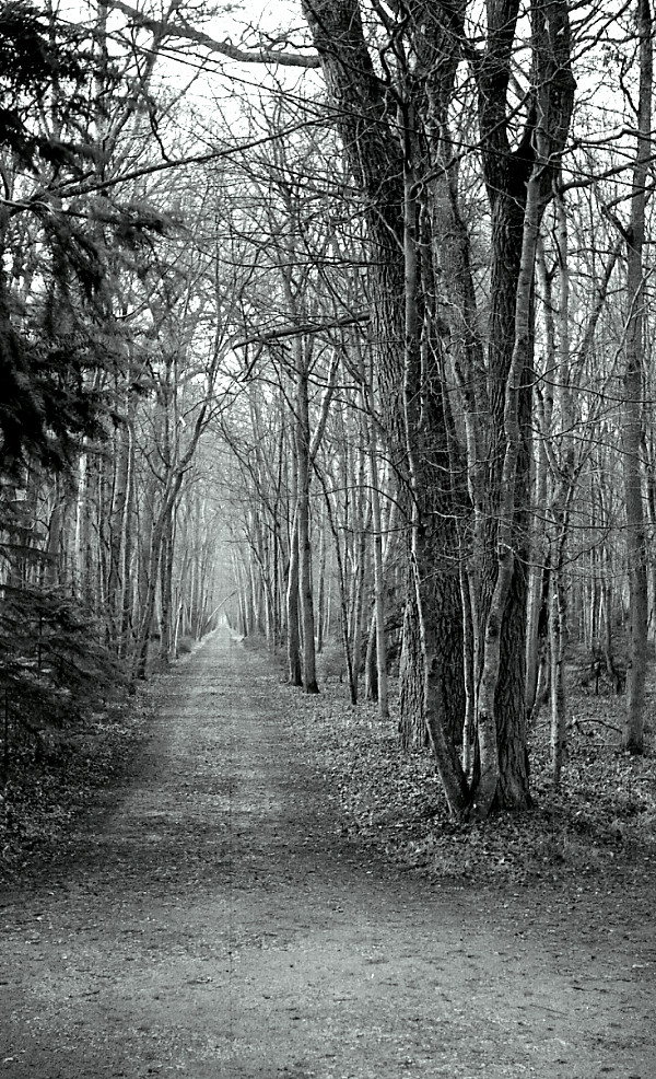 Los árboles dejan ver el bosque