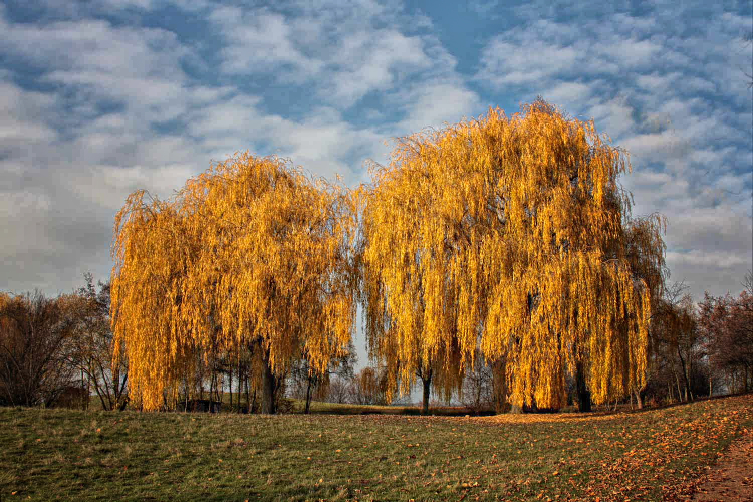 los arboles del otoño