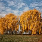 los arboles del otoño