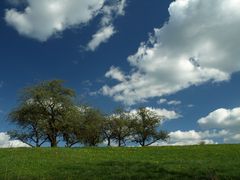 los arboles, todavia sin hojas