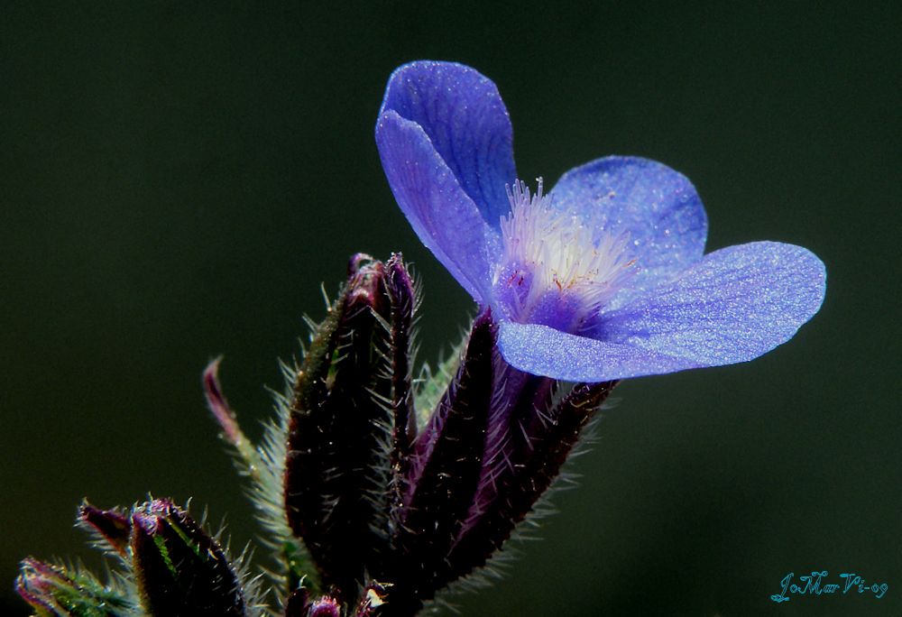 Los azules explendentes de las Anchusas en Primavera.-