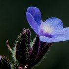 Los azules explendentes de las Anchusas en Primavera.-