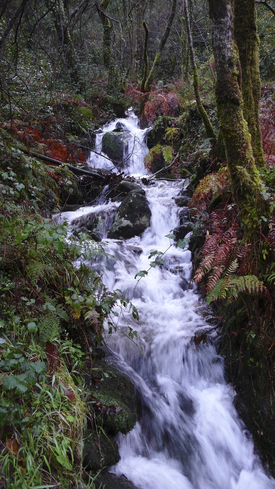 " Los bosques de Galicia".