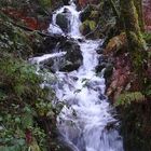 " Los bosques de Galicia".