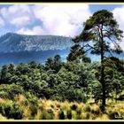 Los bosques de Huitzilac