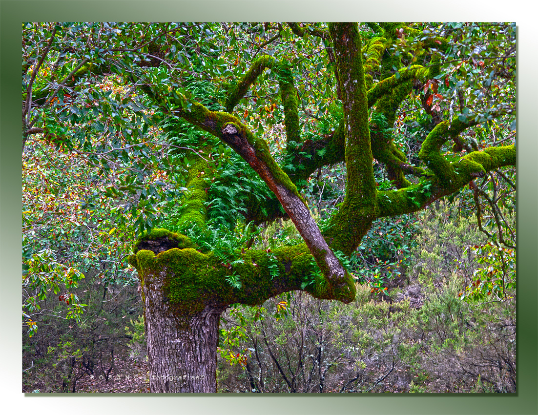 Los brazos de la naturaleza