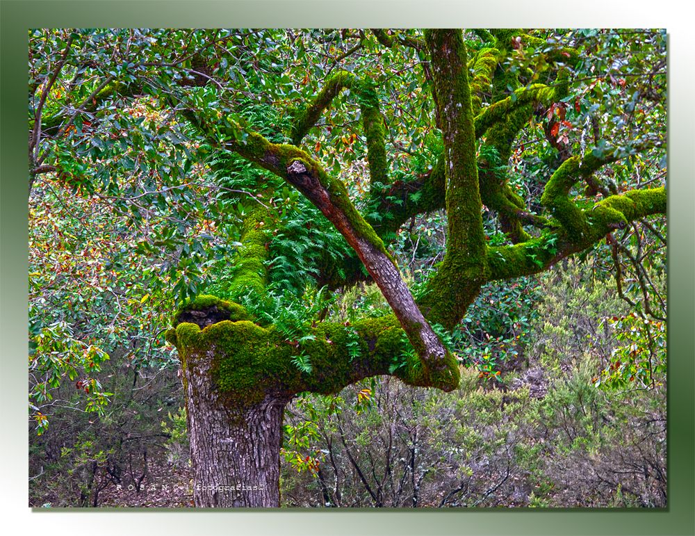 Los brazos de la naturaleza