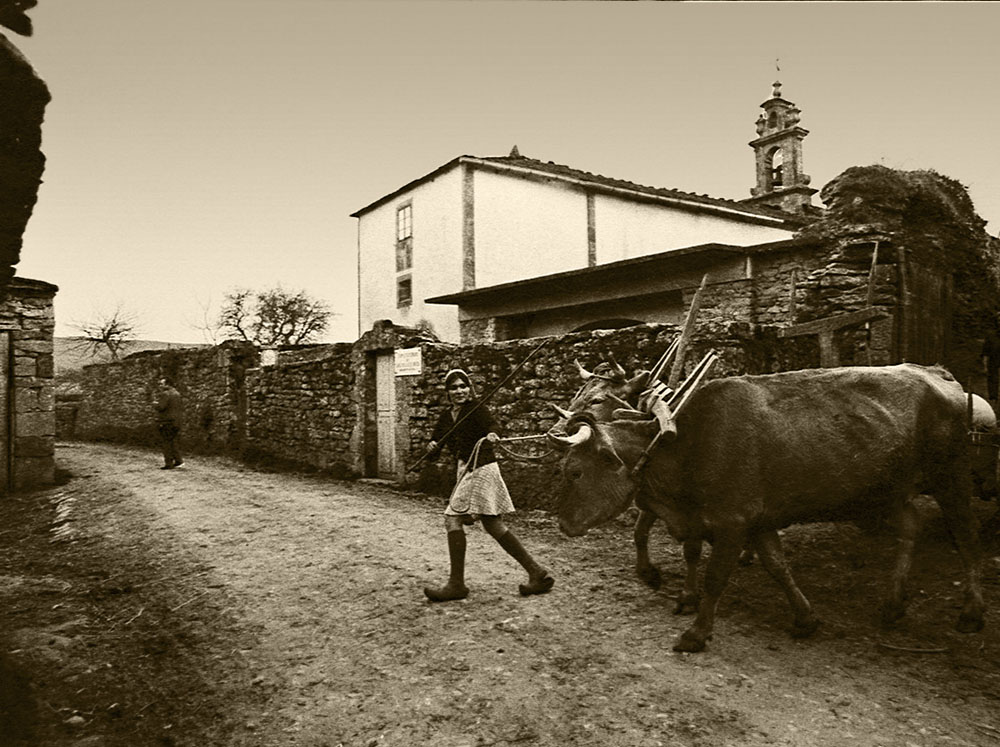 Los bueyes-Año 1.977