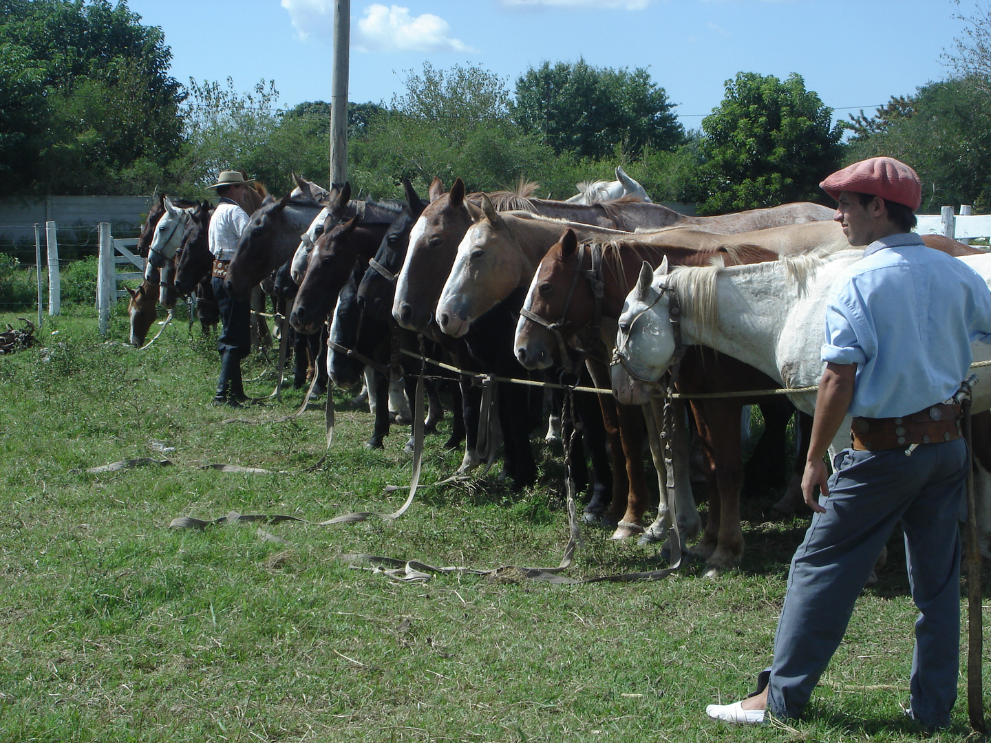 los caballos esperan