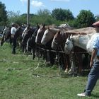 los caballos esperan