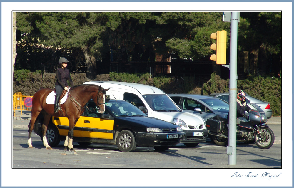 Los Caballos Preparados