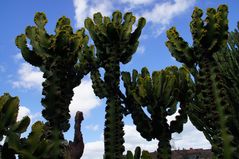 Los Cactus