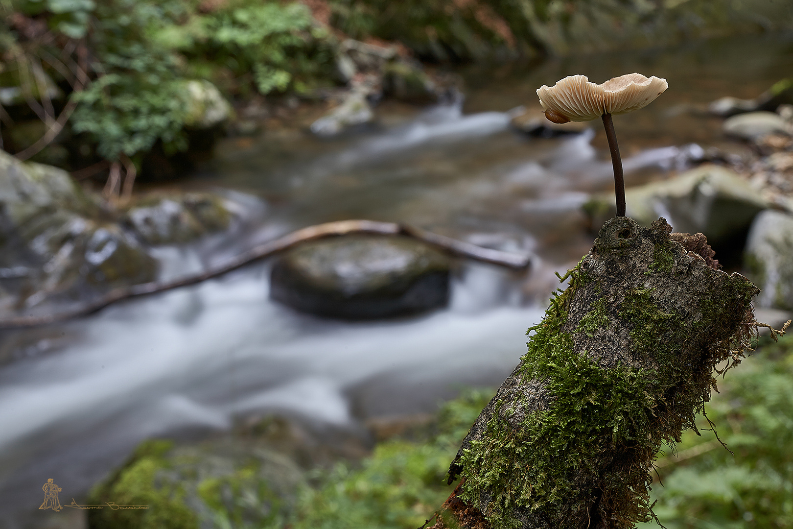 Los caminos del agua II