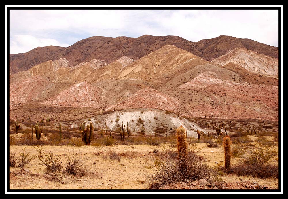 Los Cardones...