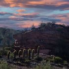 Los cardones: Cuesta de Miranda