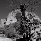 LOS CASTAÑOS DE LAS MÉDULAS