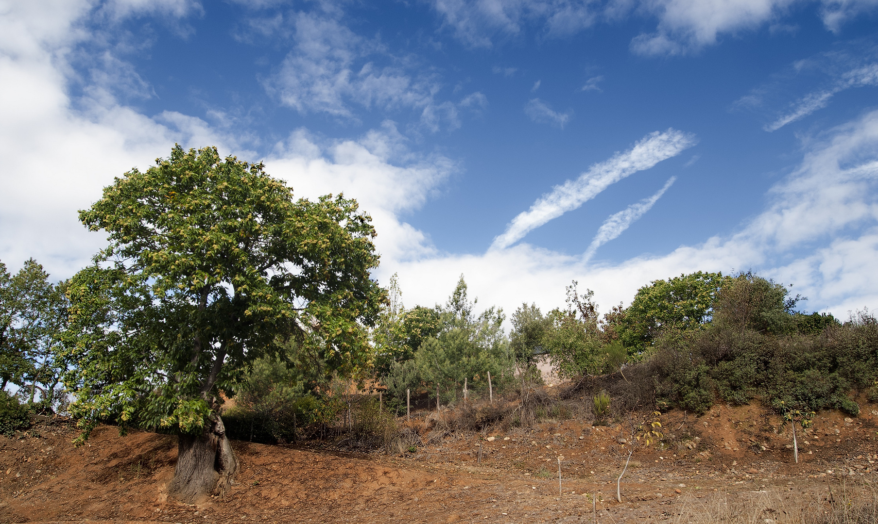 LOS CASTAÑOS DE LAS MÉDULAS