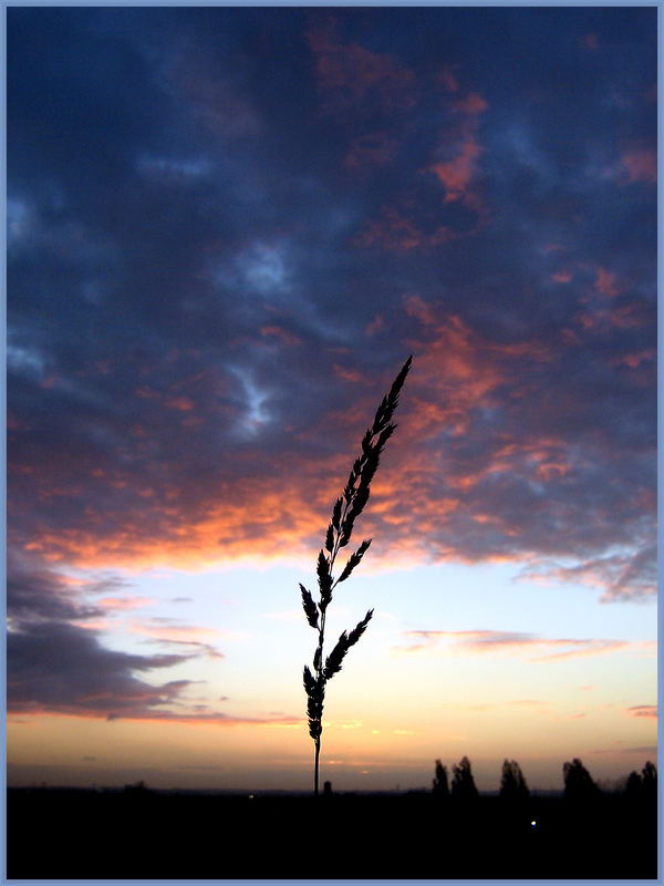 Los cereales a la caida del sol