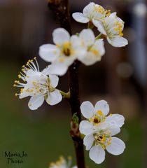 Los Cerezos