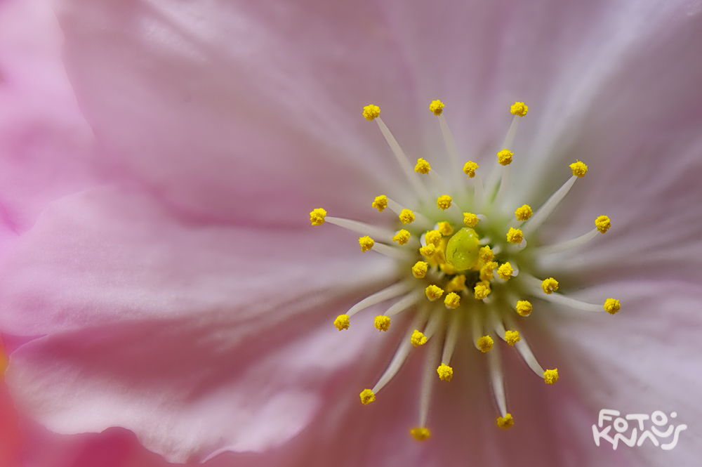 Los Cerezos En Flor