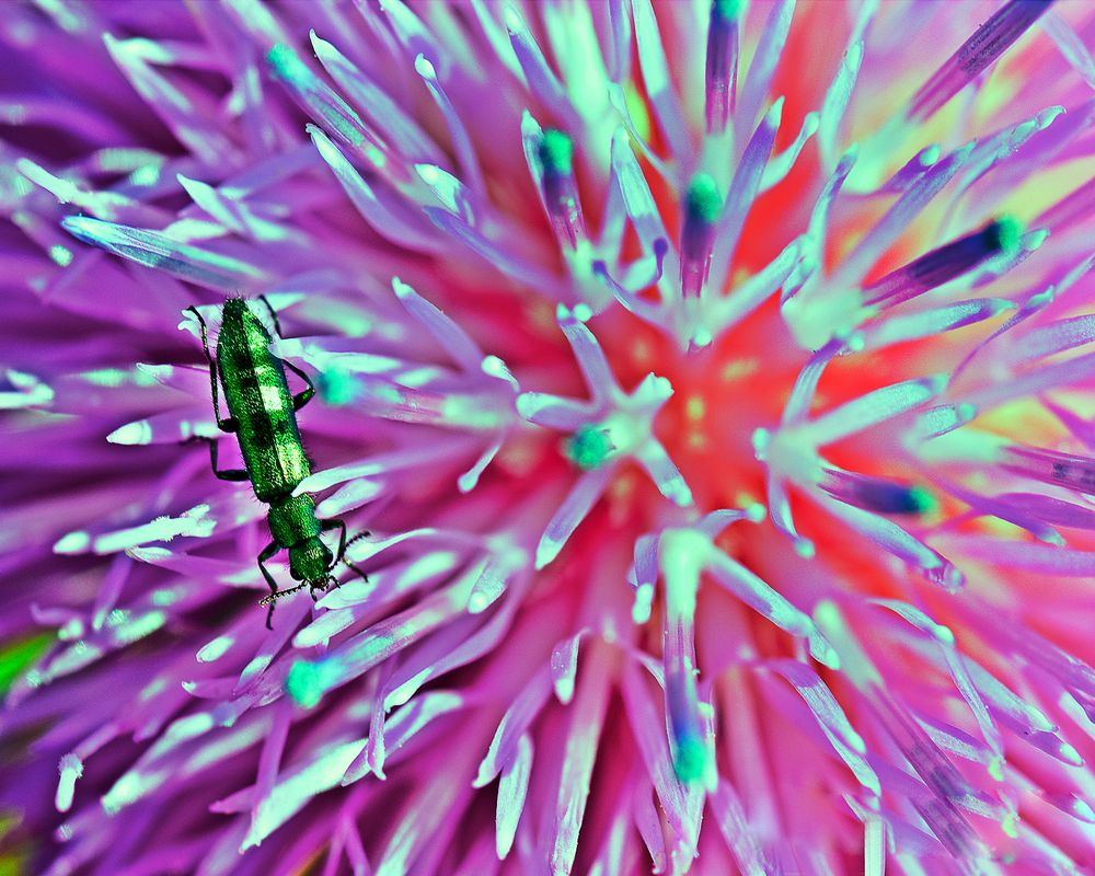 Los colores de la Naturaleza de Jose Luis Lucero 