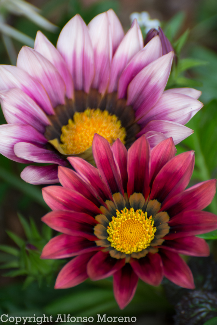 Los colores de la primavera