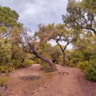 LOS COLORES DEL BOSQUE