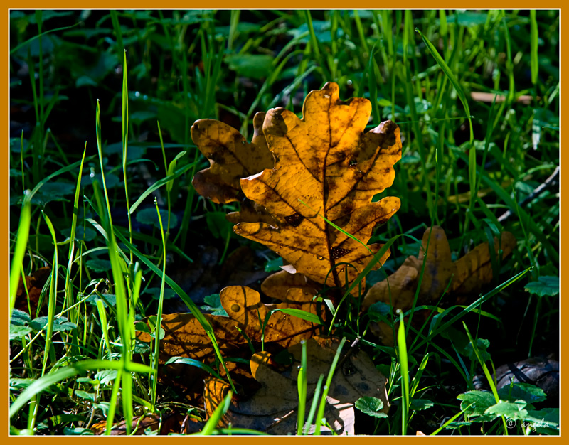 Los colores del otoño 1