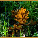 Los colores del otoño 1