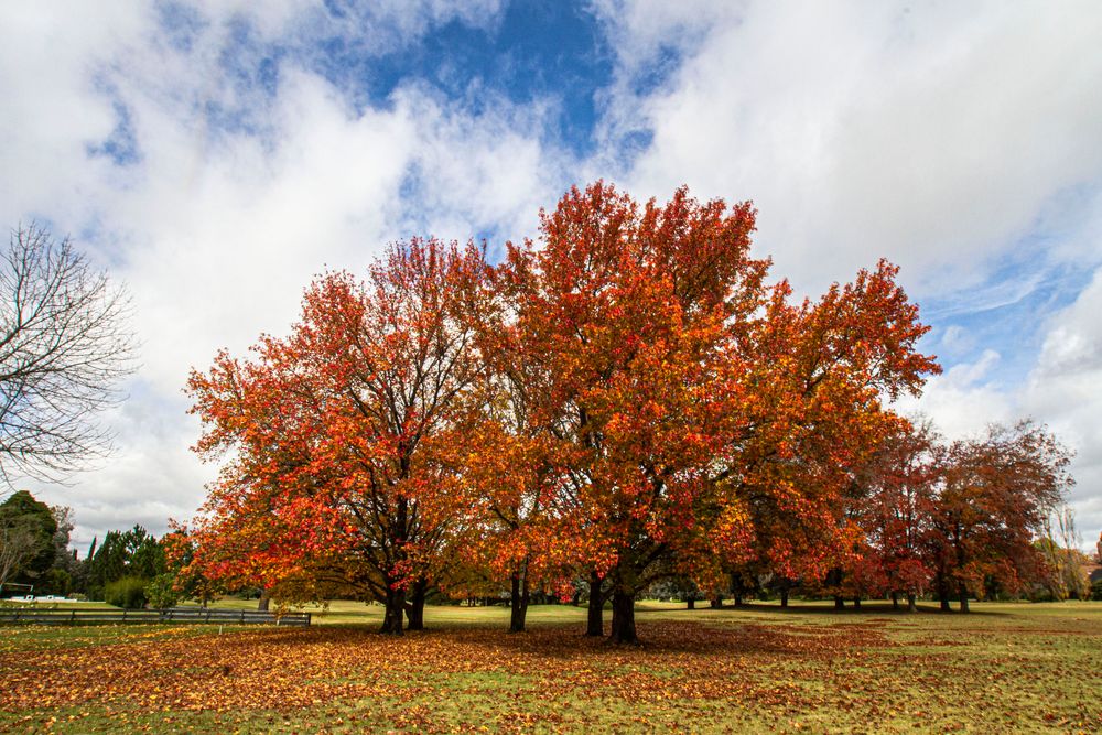 LOS COLORES DEL OTOÑO