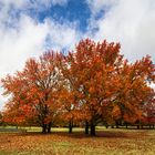 LOS COLORES DEL OTOÑO