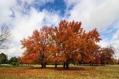 LOS COLORES DEL OTOÑO