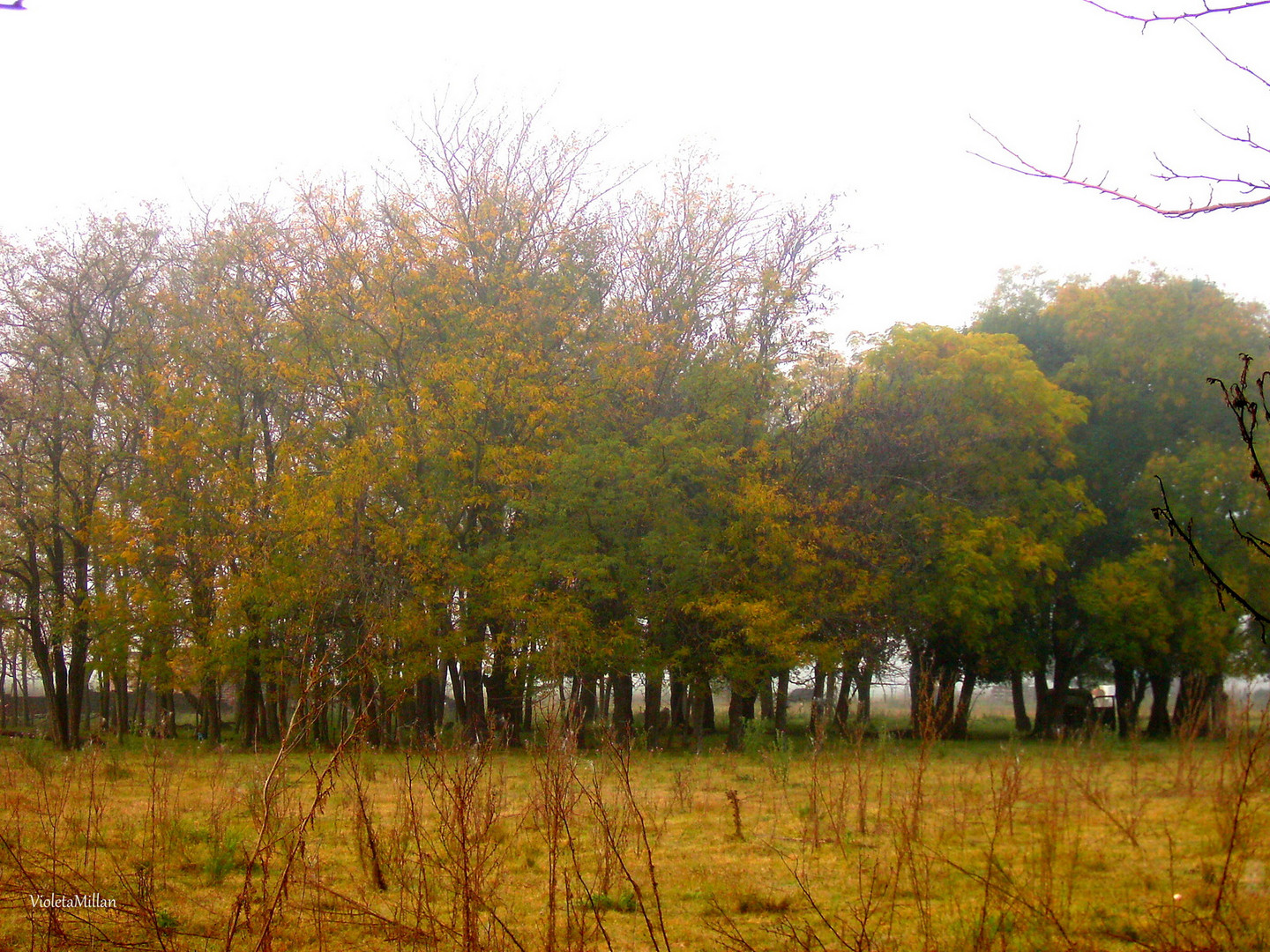 LOS COLORES DEL OTOÑO