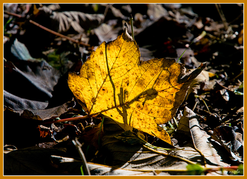 Los colores del otoño 2