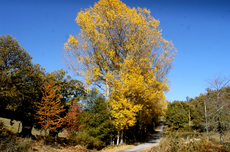 Los colores del otoño.