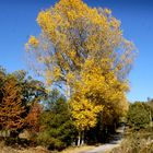 Los colores del otoño.