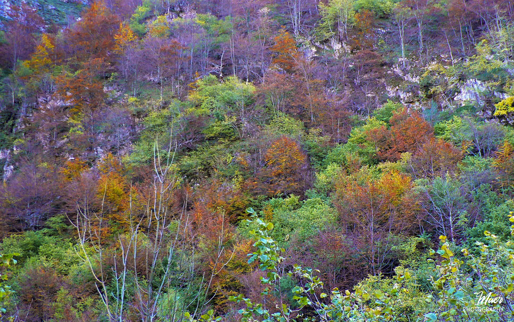 Los colores del otoño en Somiedo Asturias 2007.