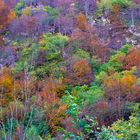 Los colores del otoño en Somiedo Asturias 2007.