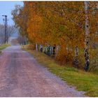 Los colores del otoño V, abedules junto al campo de deportes