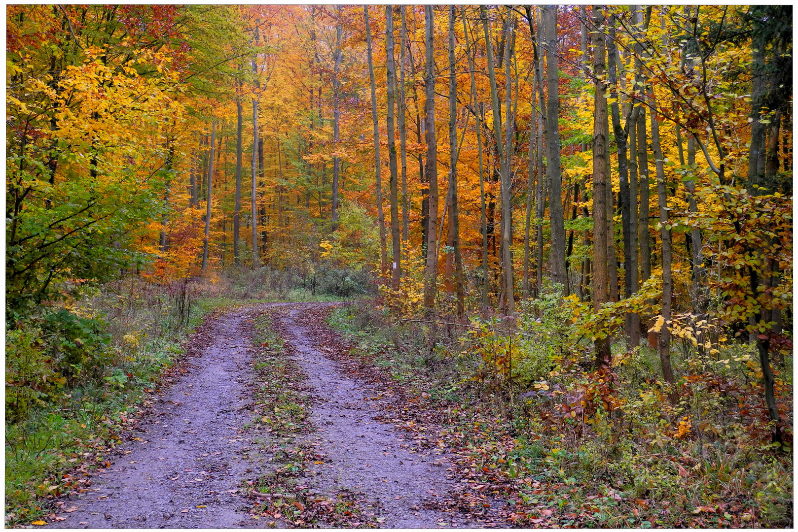 Los colores del otoño VI, camino en el bosque