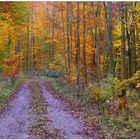 Los colores del otoño VI, camino en el bosque