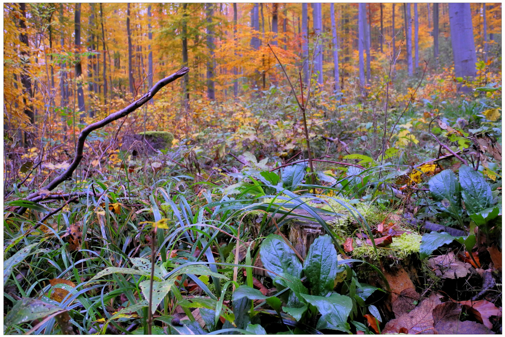 Los colores del otoño VII, bosque