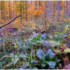 Los colores del otoño VII, bosque
