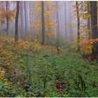 Los colores del otoño XIII, en el bosque