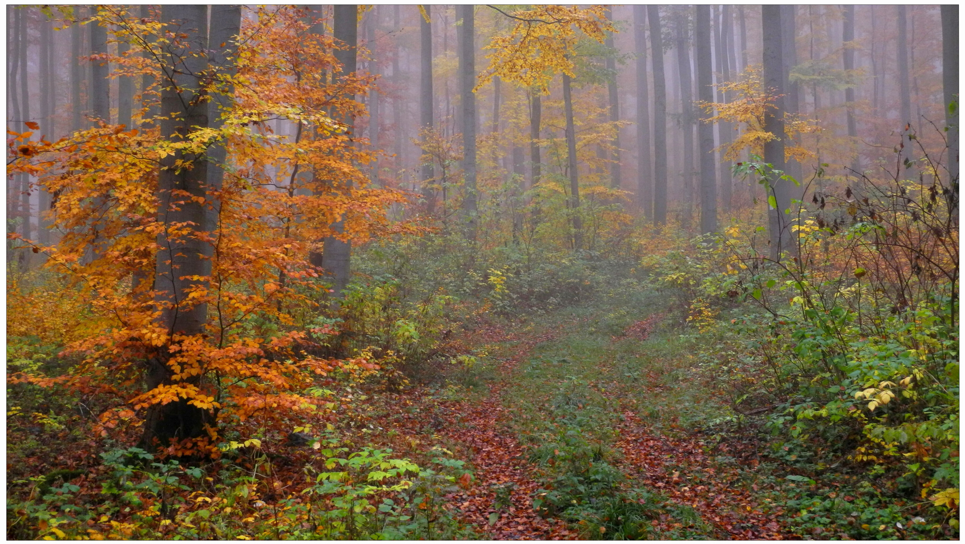 Los colores del otoño XIV, en bosque