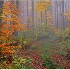 Los colores del otoño XIV, en bosque