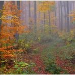 Los colores del otoño XIV, en bosque