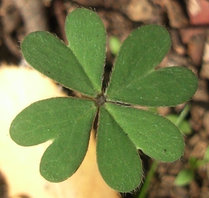 los corazones de la naturaleza