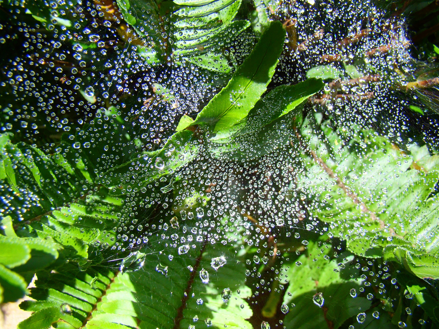 Los Cristales de la telaraña